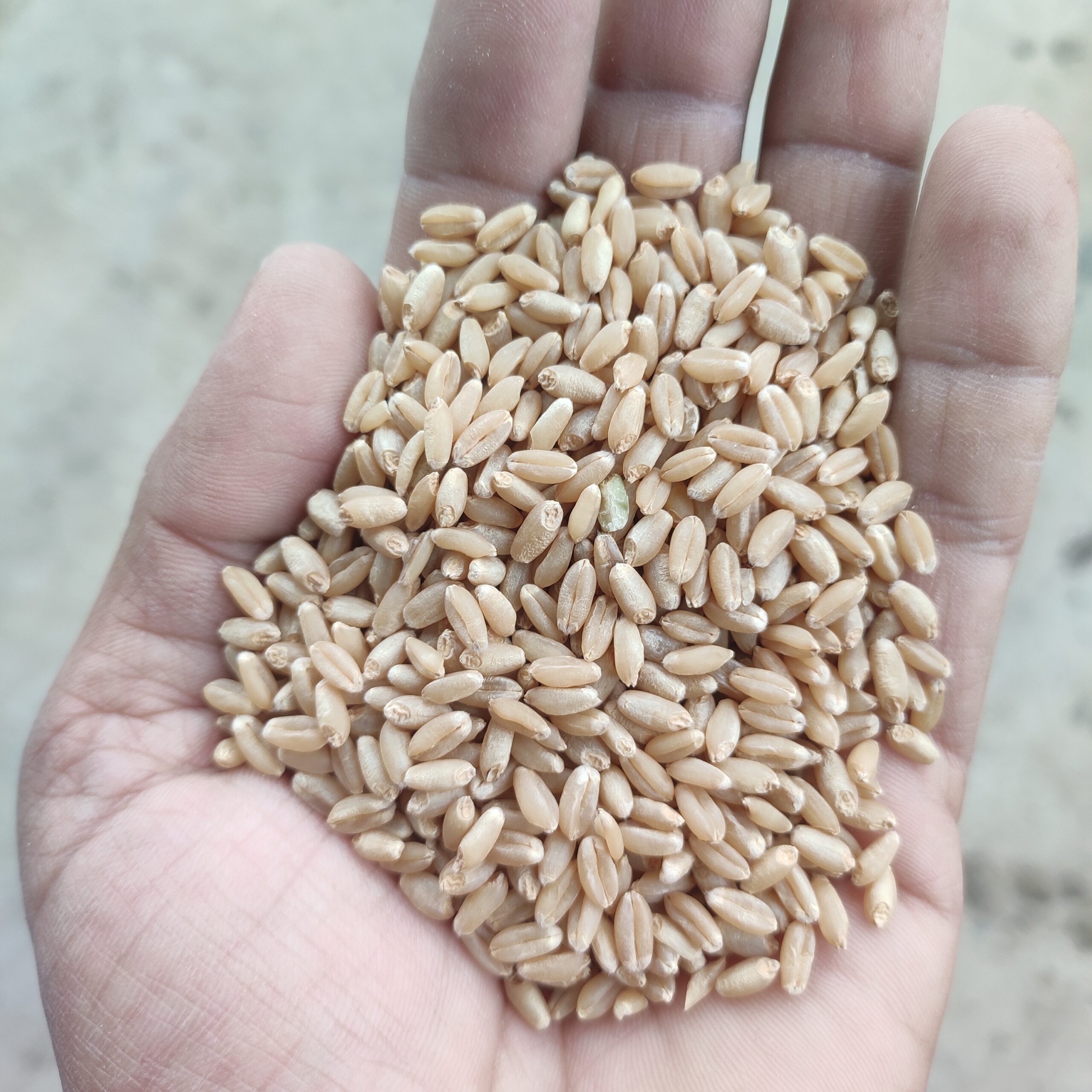 Wheat seed available. Variety lokvan.