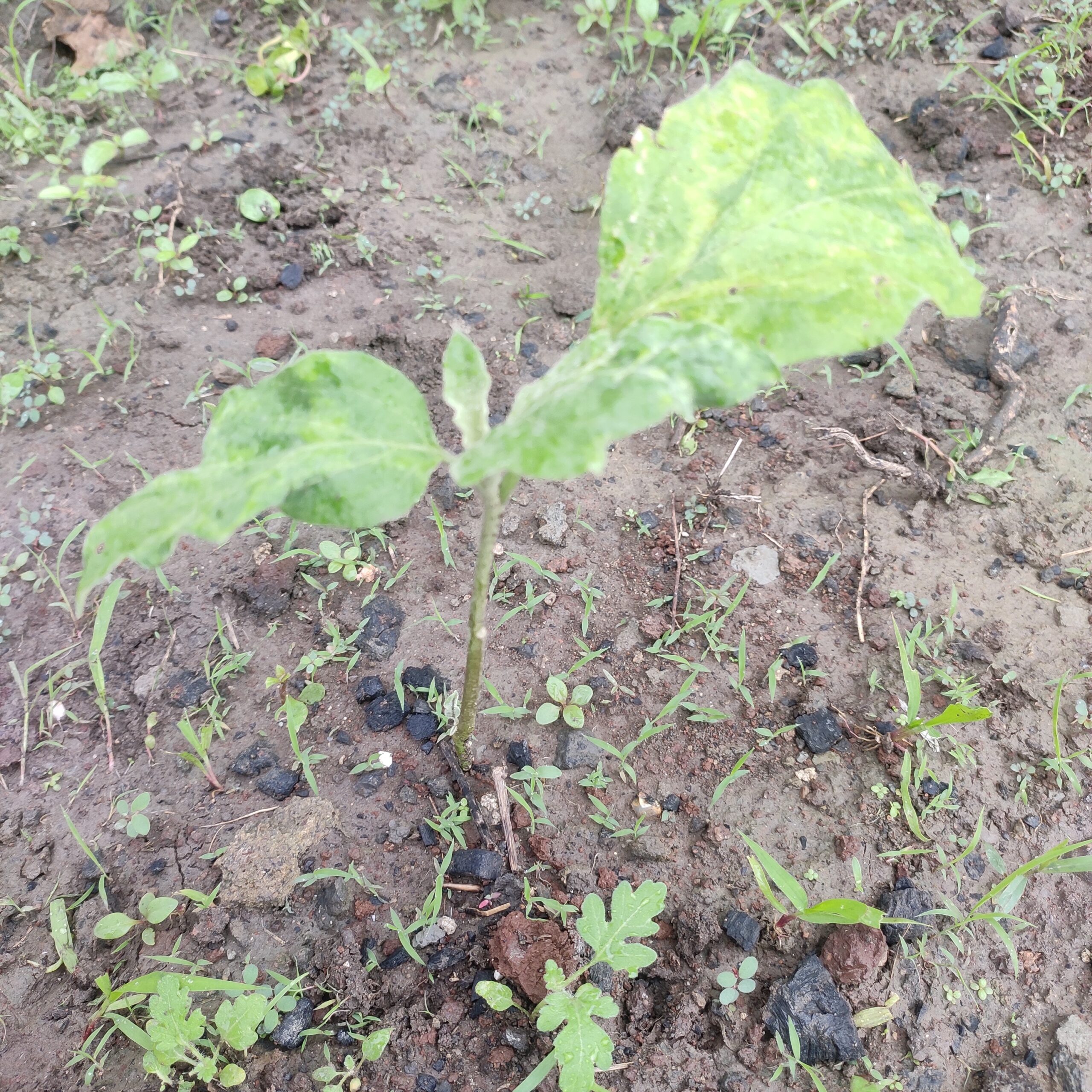 Brinjal, chilli and tomato plants to sell.