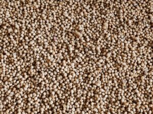 Soyabean beej RVS2024